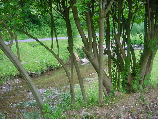 Tellico Plains, TN : Along the way in Tellico Plains, we stop beside a roadside creek.