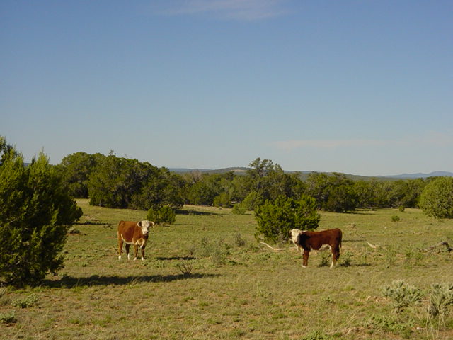 Seligman, AZ: Seligman area ranch cattle