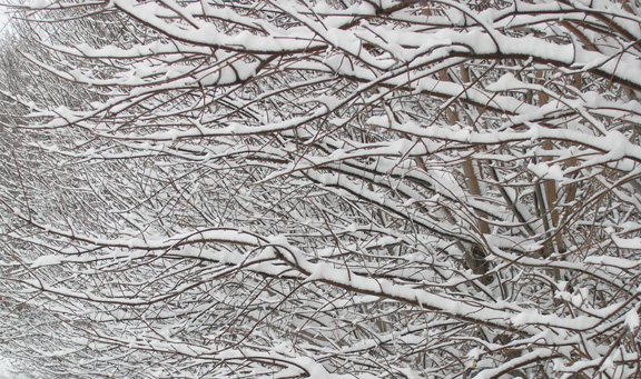 Fargo, ND : Snowy Branches