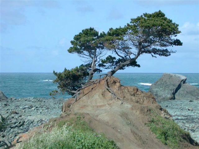Crescent City, CA : Lone Tree 4-2004