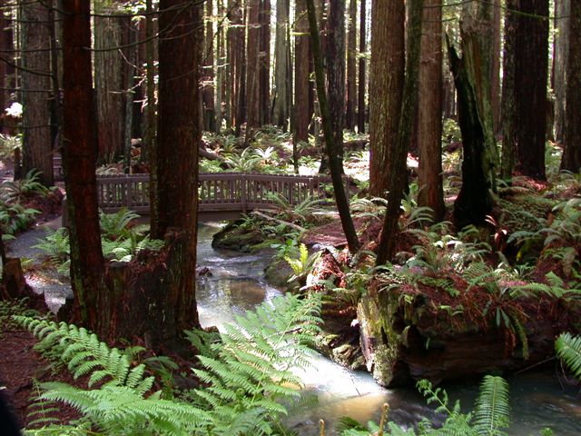 Crescent City, CA : F. Keller Park 4-4-05