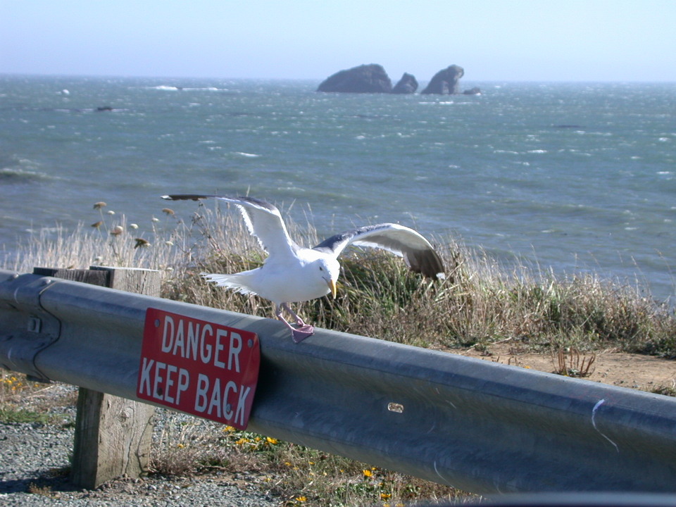 Crescent City, CA : Bird on the edge 8-30-05