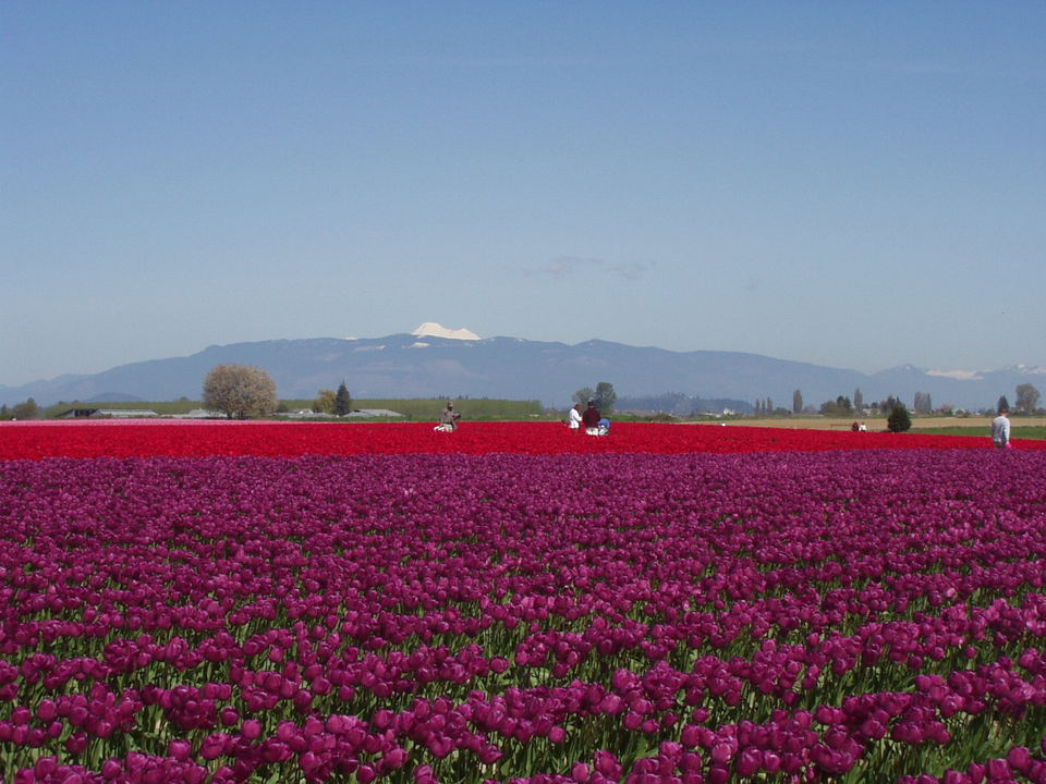 Mount Vernon, WA: Tulip Fields near Mount Vernon, Washington