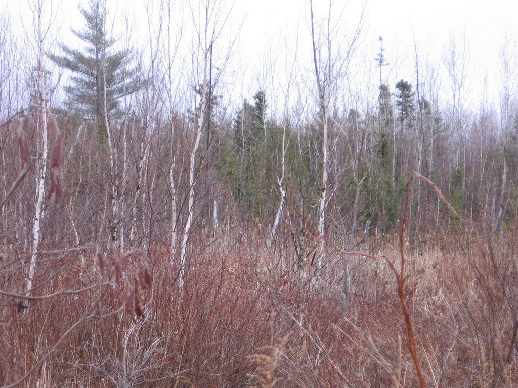 Greenbush, ME : Greenbush woods in winter