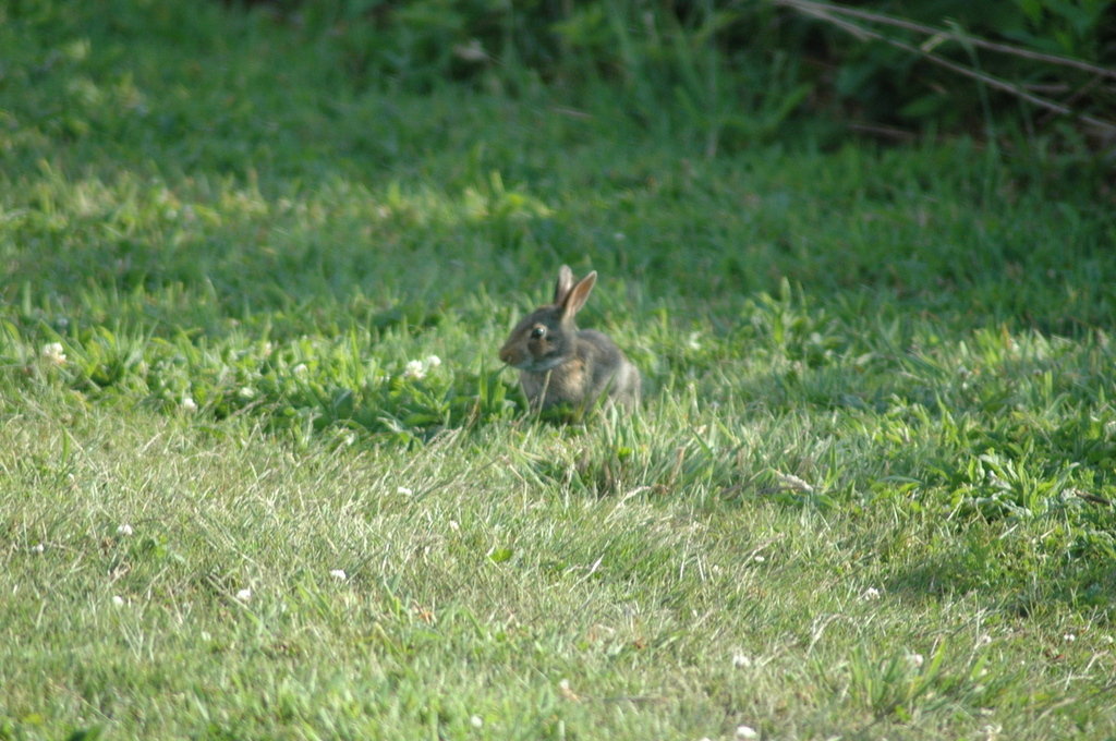 Newport, RI: Rabbit