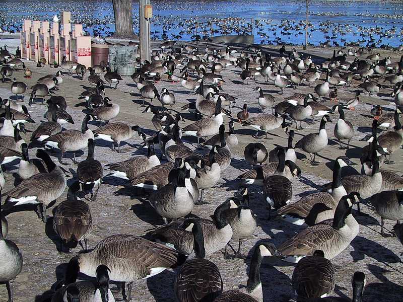 Rochester, MN : Caniadian Geese at Silver Lake Park photo, picture ...