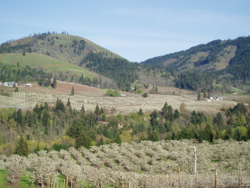 Hood River, OR : pears in bloom