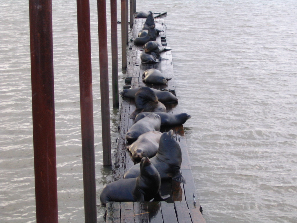 Astoria, OR : Sea Lions at the docks above Safeway