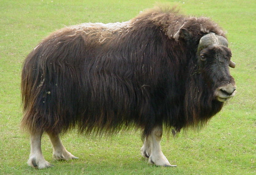 Alaska Musk Ox