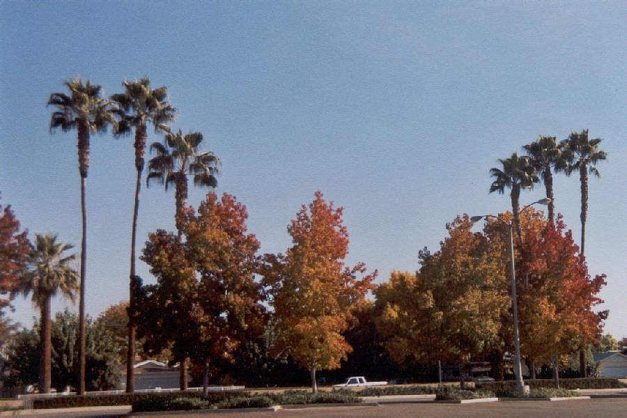 Bakersfield, CA: Autumn in Bakersfield - Nov. 2003