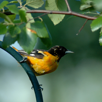 Reminderville, OH : Birds love it in Reminderville