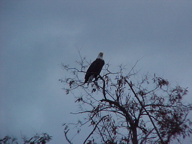 Lewiston, ID: bald eagle in local city park