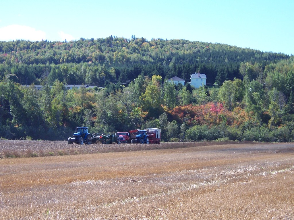 Madawaska, ME Madawaska Potato Field photo, picture, image (Maine) at