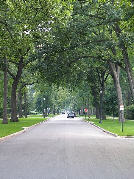 Evanston, IL: arch of trees on residential street