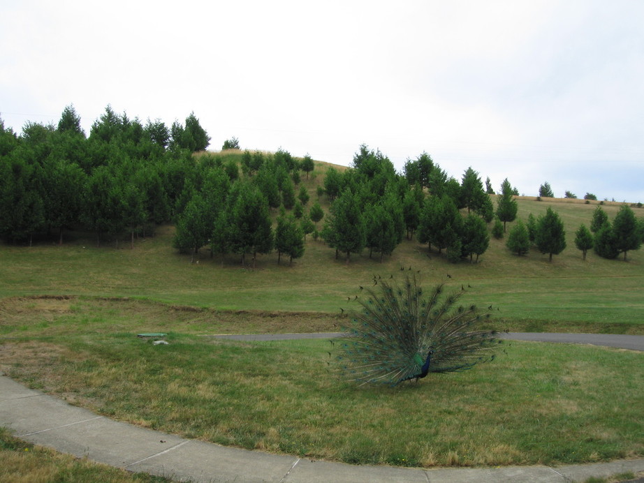 Oakland, OR : Showoff, Kanipe Park,Oakland OR 