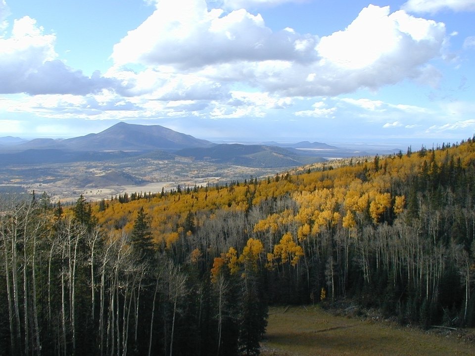 Flagstaff, AZ: A view from the San Francisco Peaks, looking down upon the Arizona Snowbowl, (north of Flagstaff by 12 miles)
