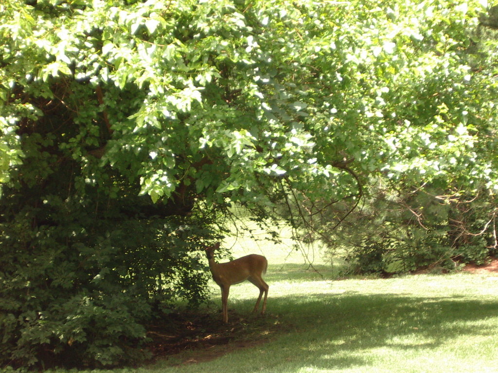 Moberly, MO: Baby deer in town