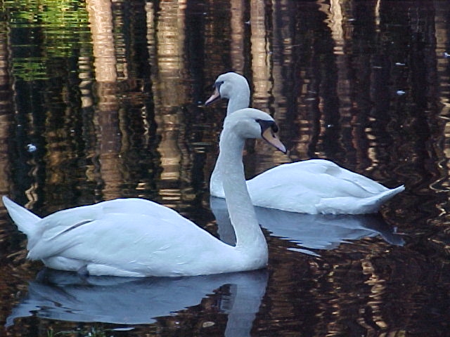 Sumter, SC : Swan Lake White Swnas October 2005 Sumter South Carolina