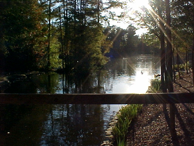 Sumter, SC : Swan Lake in the