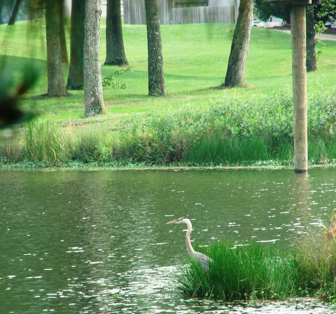 Bethany Beach, DE : Great Blue Heron