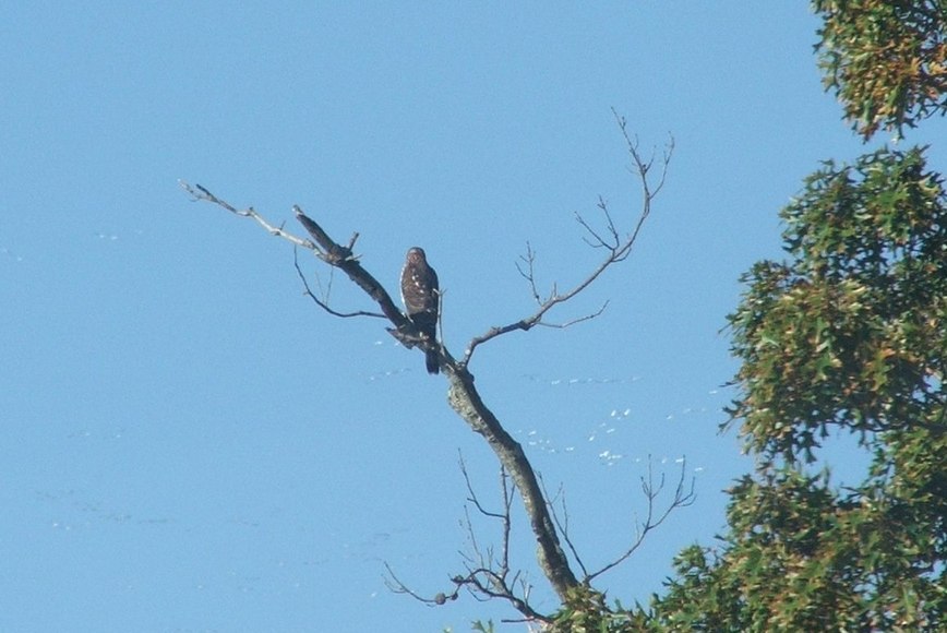 Bethany Beach, DE : Osprey with Snow Geese Above