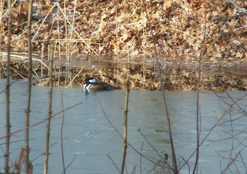 Bethany Beach, DE : Hooded Merganser