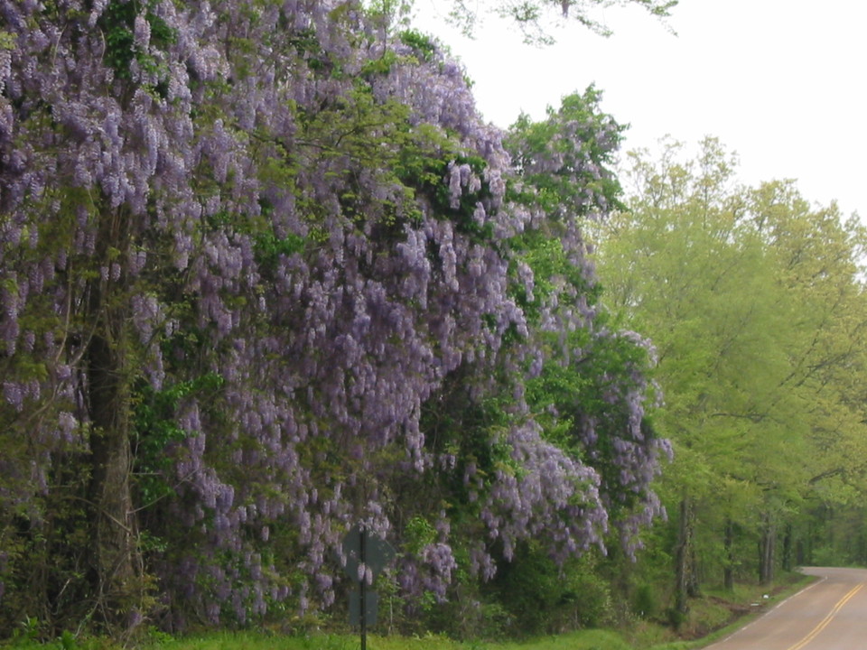 Lakeland, TN : Wisteria  along Seed Tick Rd. Lakeland