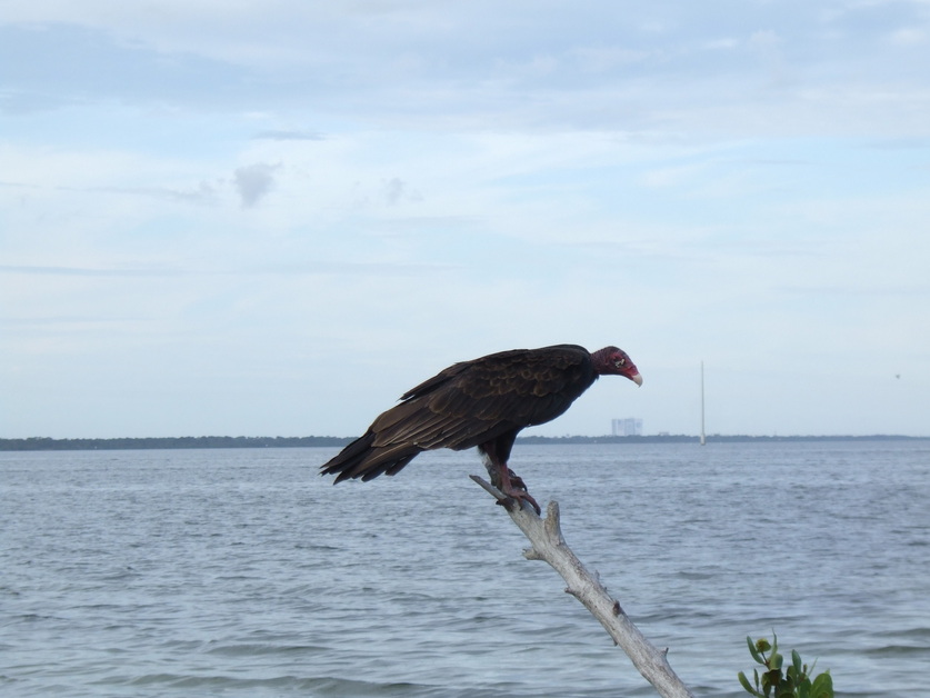 Cape Canaveral, FL: Black Vulture with VAB in the background