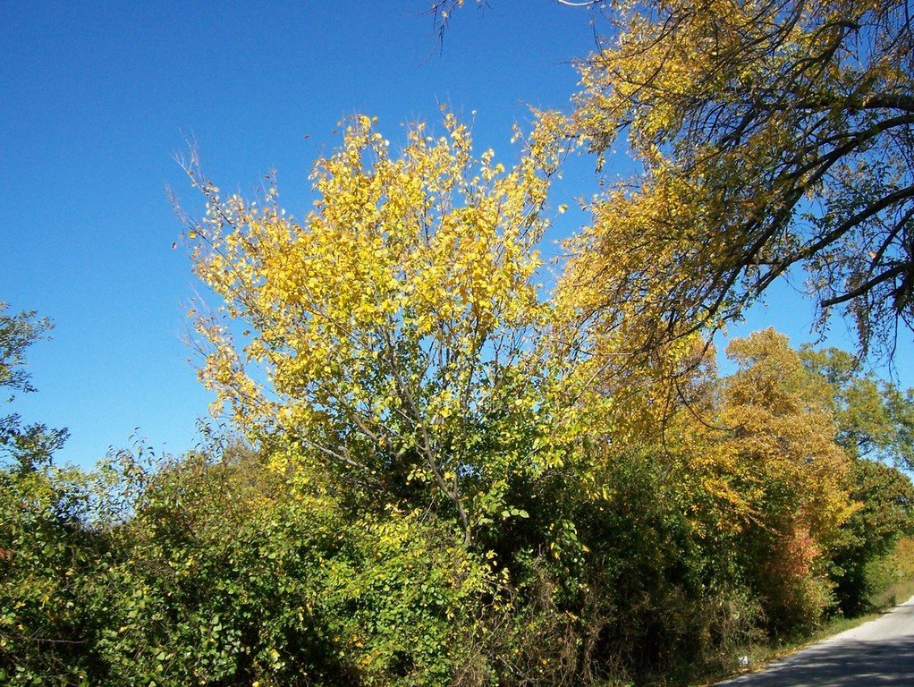 Cross Roads, TX: Fall 2006