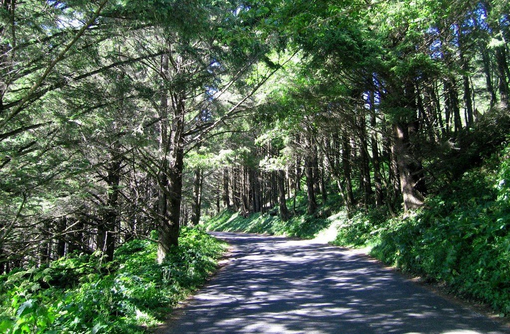 Florence, OR: Road into Cape Cove......