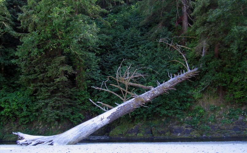 Florence, OR :  Fallen Snag over Cape Creek