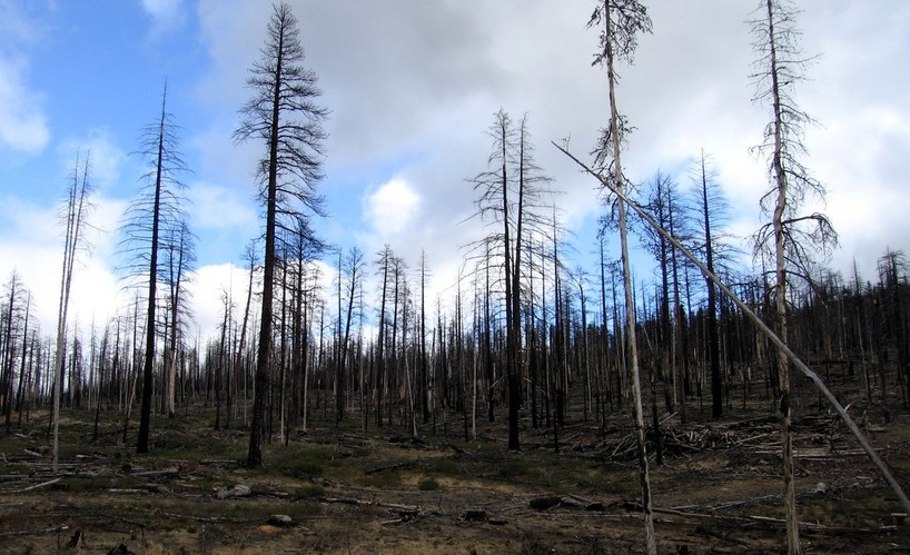 La Pine, OR : Recent Burn.....