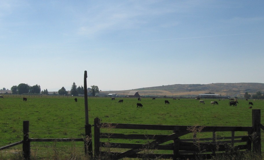 Merrill, OR : Meat on the hoof.....
