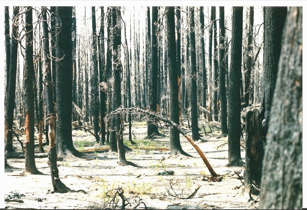 Oakridge, OR: Burned Forest near Oakridge....