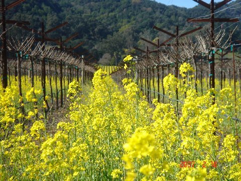 Yountville, CA: Mustard Blooms in a Yountville vinyard