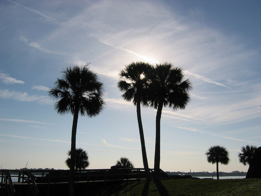 St. Augustine, FL : Palm trees