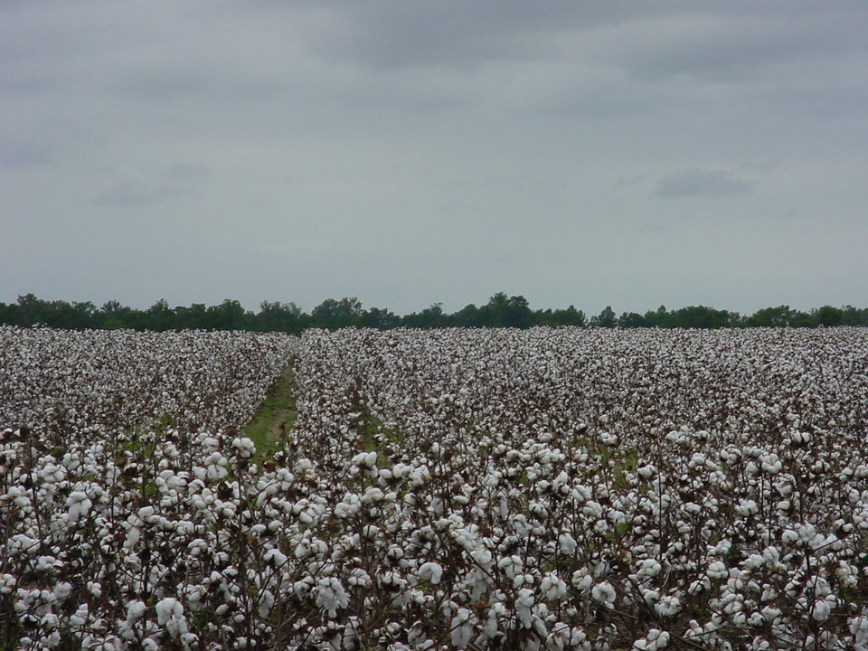 Greenville, NC: Cotton Fields of home