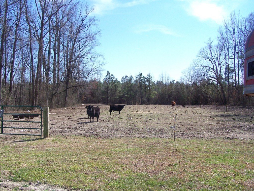 Greenville, NC: Cattle grazing