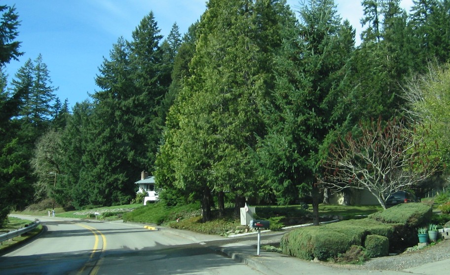 Oakridge, OR : Evergreens Everywhere
