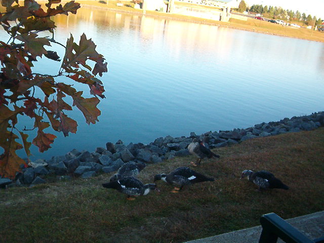 Pineville, NC: ducks around pineville lake