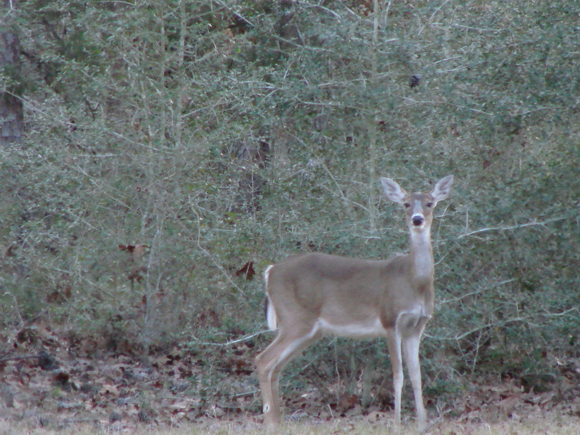 Coldspring, TX : Deer - SamHouston National Forest