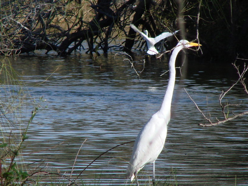 Weslaco, TX: Estero Llano Grande SP - Egret
