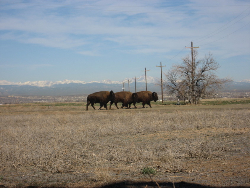 Commerce City, CO: Bison back in Commerce City - Rocky Mountain Arsenal Nat'l Wildlife Refuge