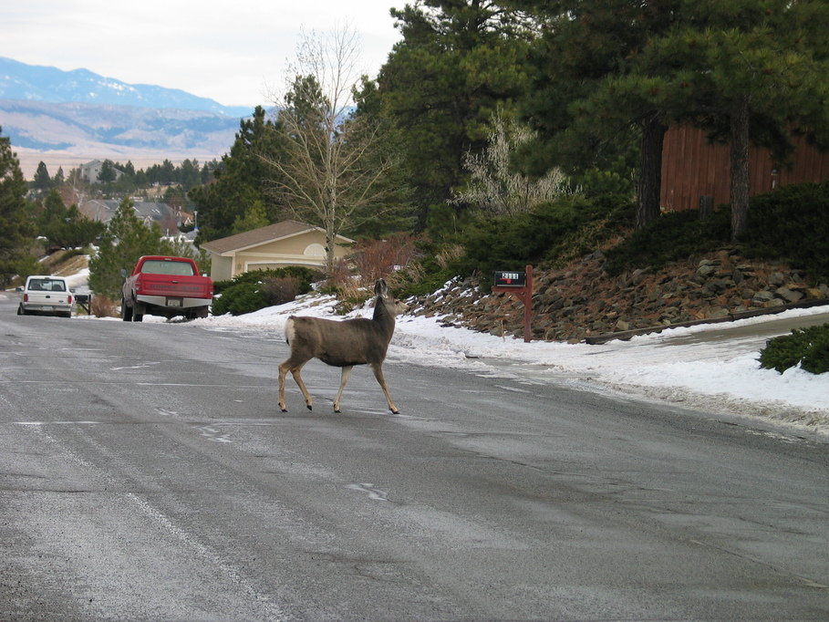 Helena, MT: South Hills deer