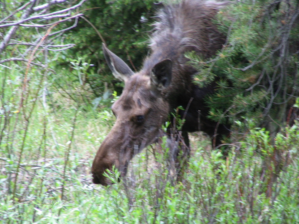 Cody, WY : Moose