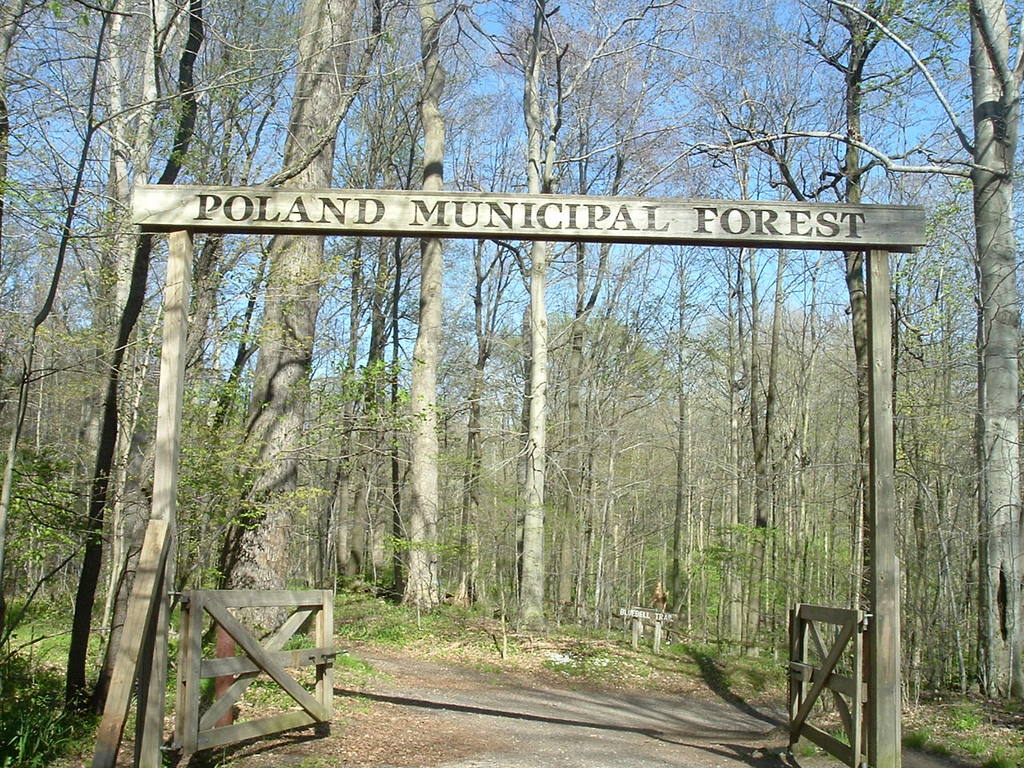 forest entrance