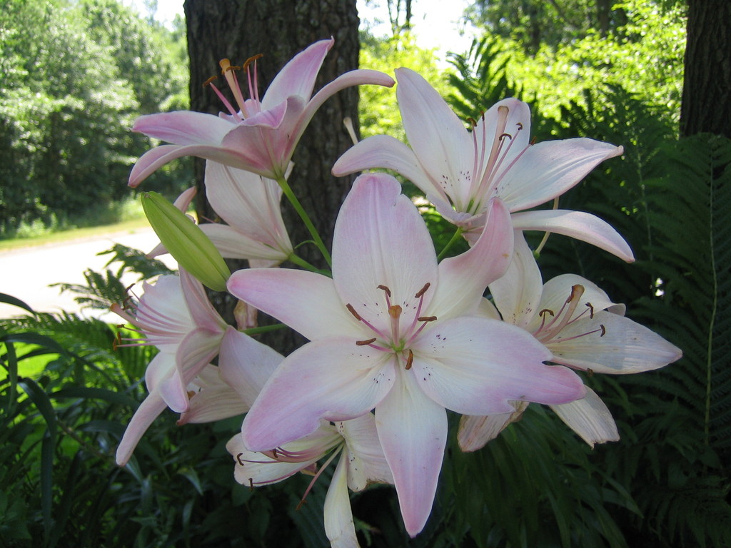 Ramsey, MN : flowers