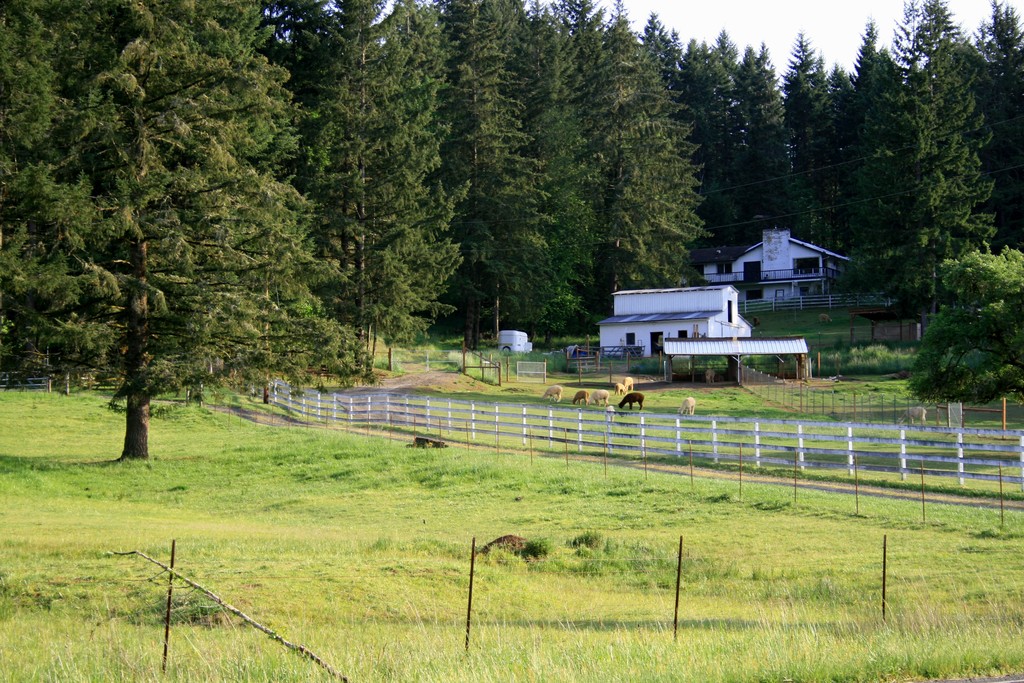 Creswell, OR : grazing llamas