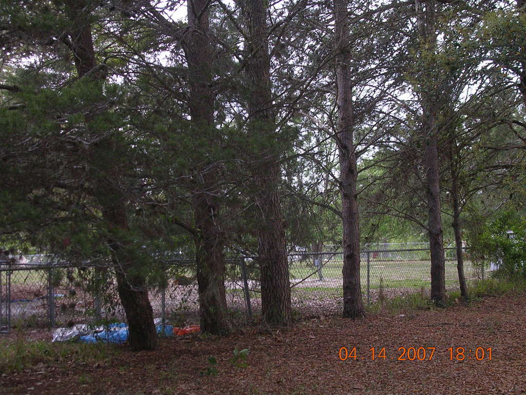 Belleview, FL : mighty oaks of Belleview
