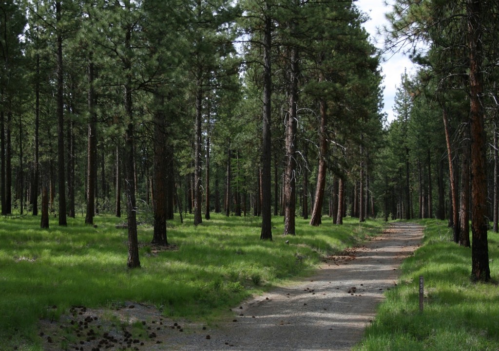 Baker City, OR: Pine forest west of Baker City